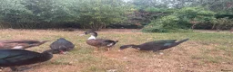 Ducks poultry for sale: Muscovy Ducks for sale - Male & Female - Advert 23
