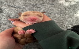 Cocker Spaniel dogs for sale: Stunning Cocker Spaniel puppies - Image 1