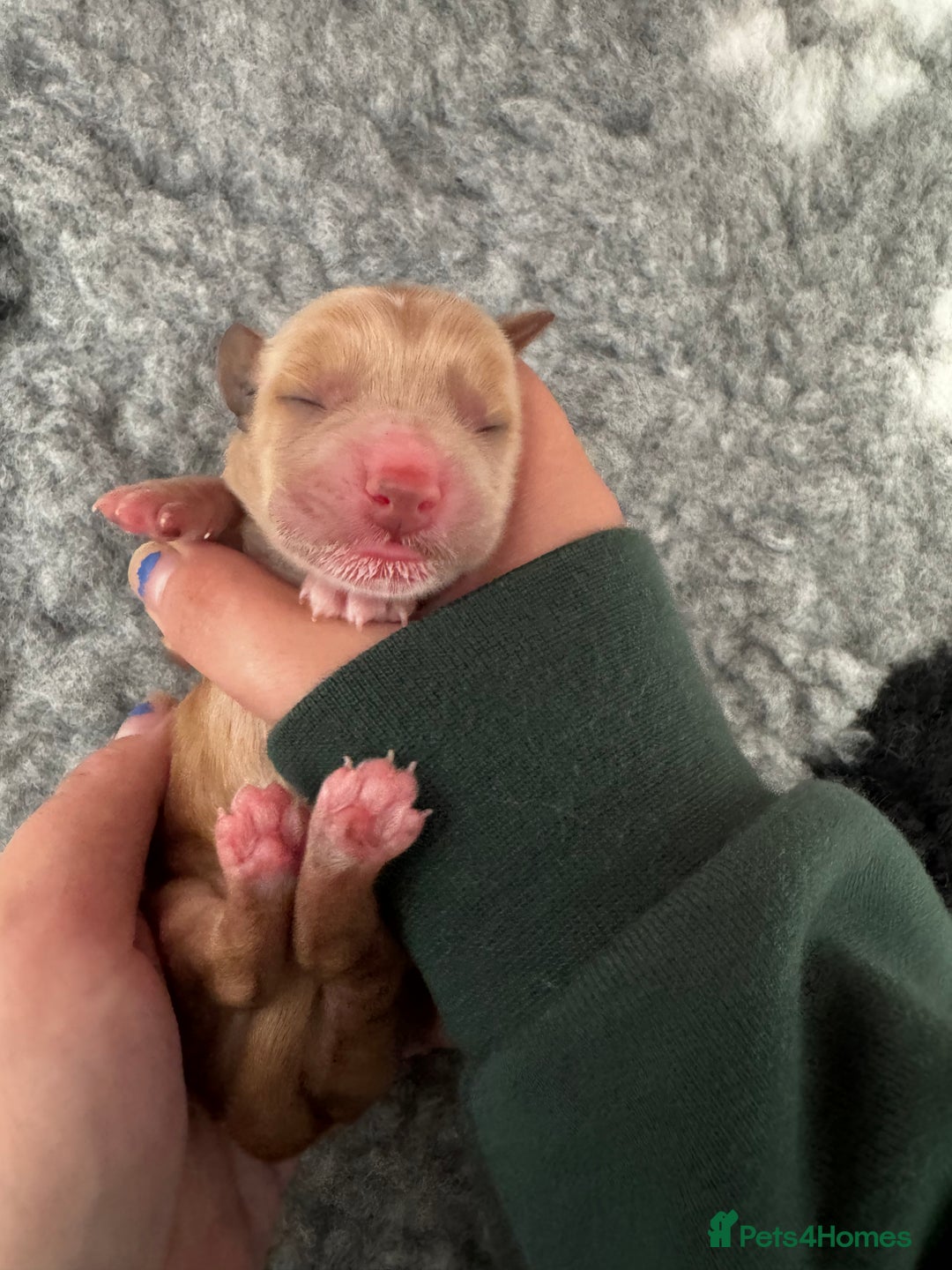 Cocker Spaniel dogs for sale: Stunning Cocker Spaniel puppies - Image 1