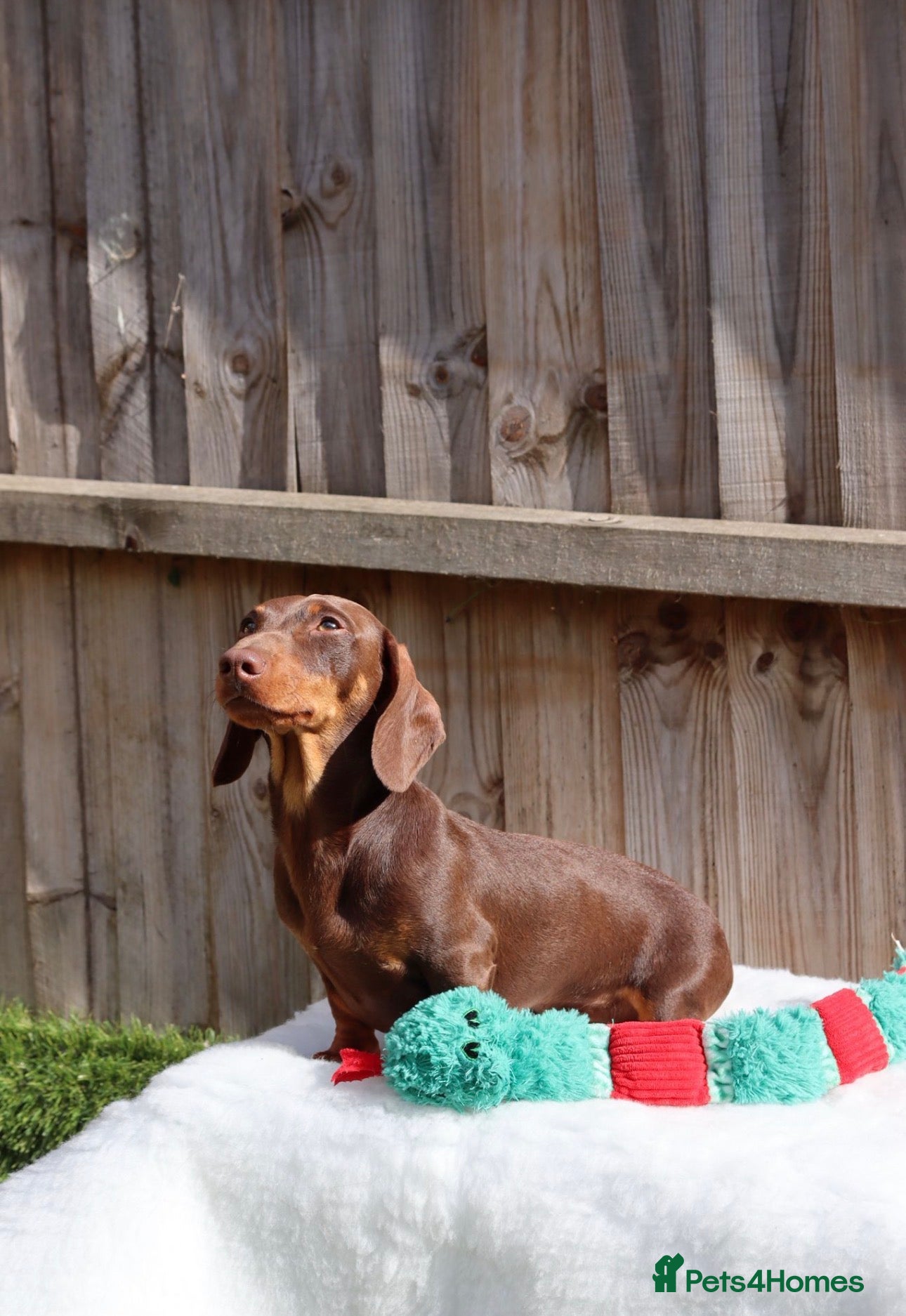 Dachshund dogs 🐾 Chocolate, Tan & Dapple Dachshund Puppies 🐾 - Advert 2