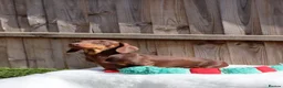 Dachshund dogs for sale: 🐾 Chocolate, Tan & Dapple Dachshund Puppies 🐾 - Advert 3