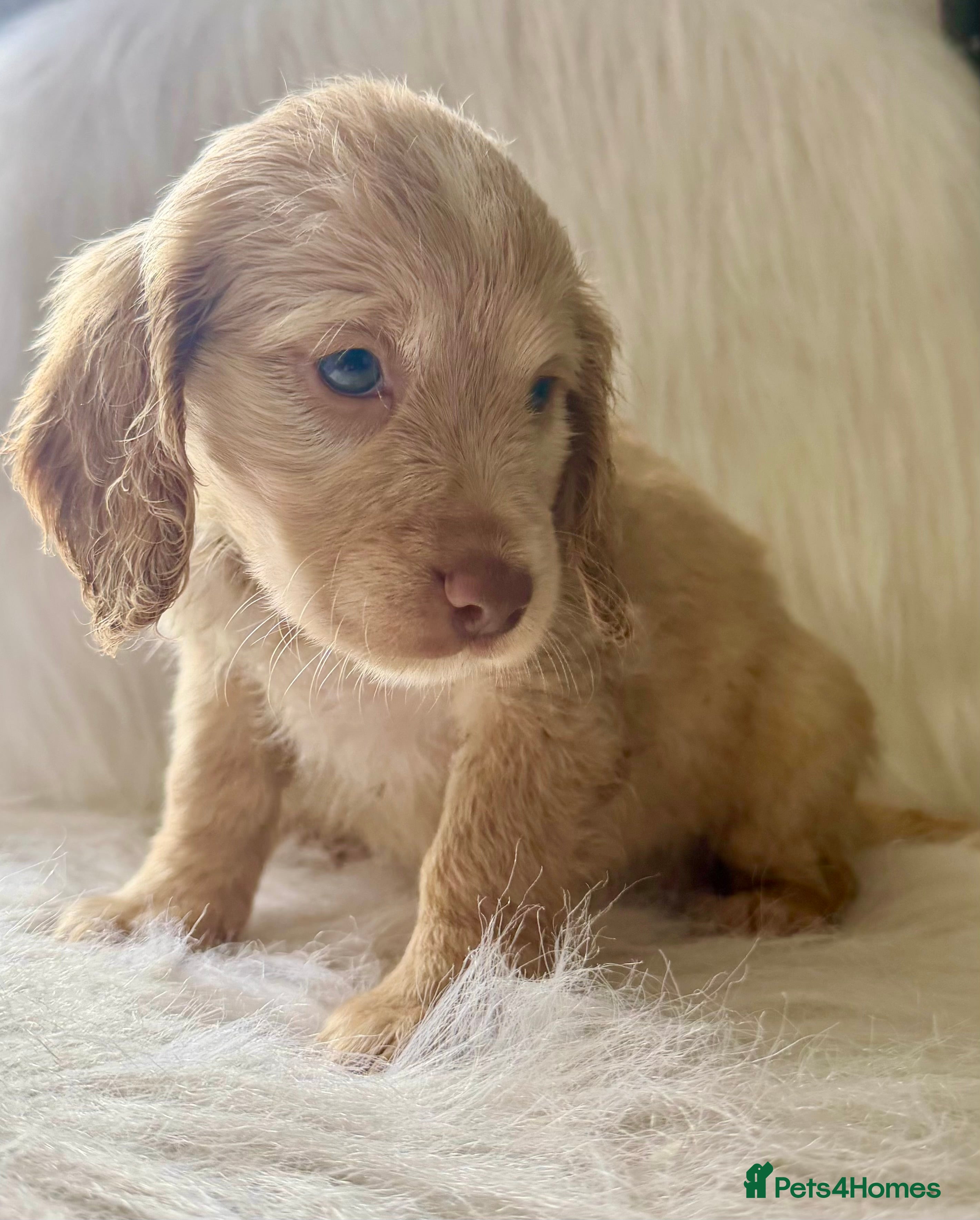 Cockapoo dogs JUST 1 GIRL REMAINING- RARE TAN/WHITE COCKAPOO - Advert 5