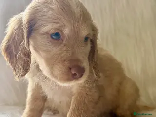 Cockapoo dogs JUST 1 GIRL REMAINING- RARE TAN/WHITE COCKAPOO - Advert 5