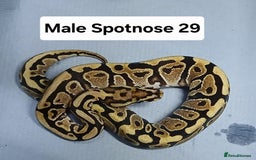 Python Snake reptiles for sale: Royal Python Morphs Males - Image 5
