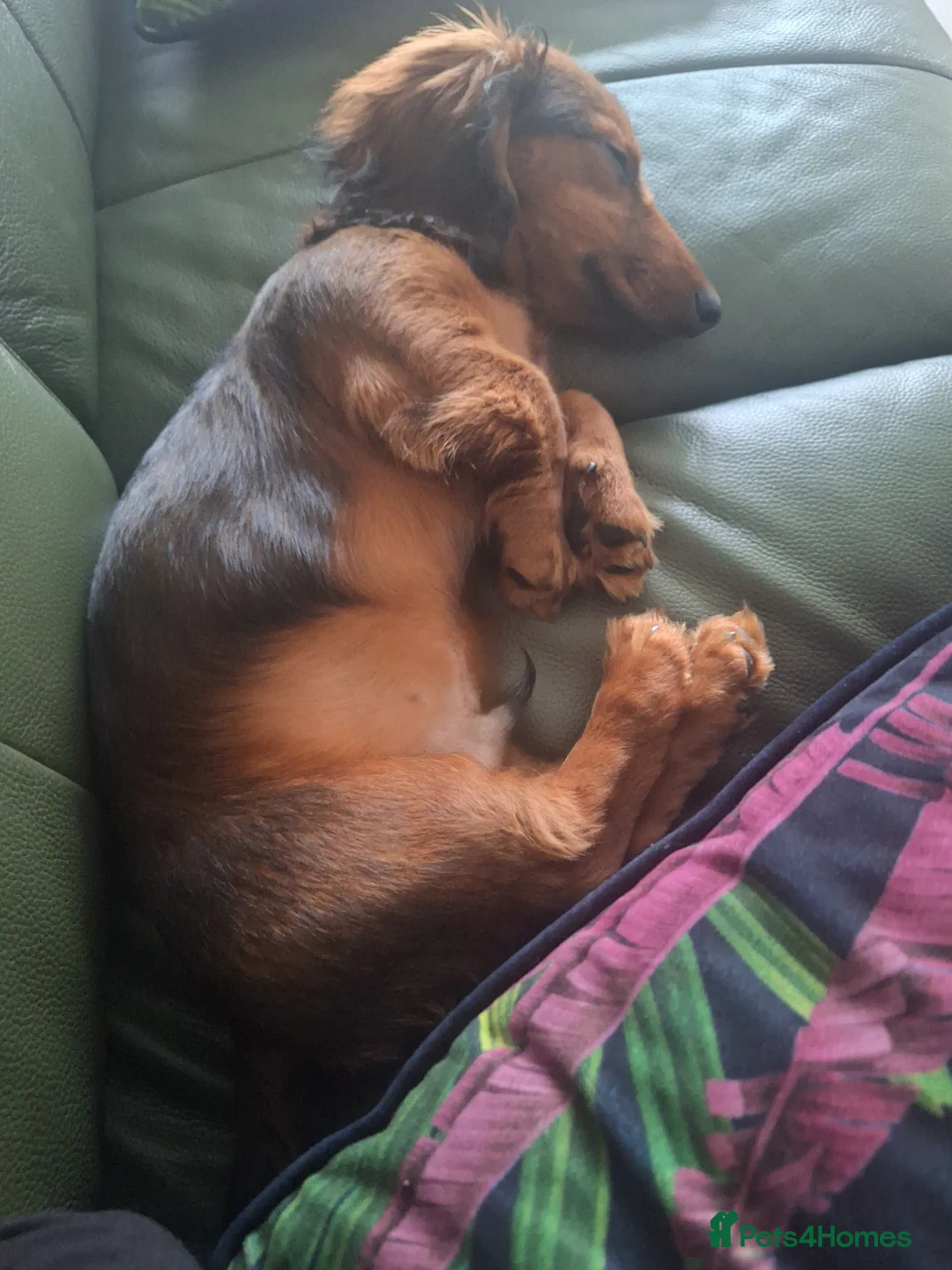 Miniature Dachshund dogs for sale: 6 month miniature long hair dachshund - Advert 8