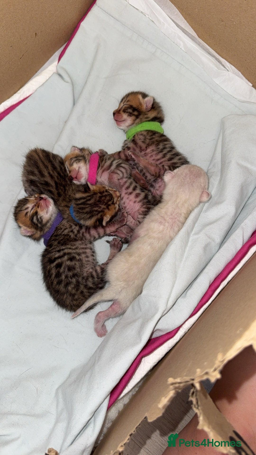 Bengal cats for sale: Beautiful bengal kittens - Image 2