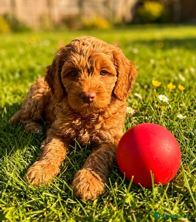 Australian Labradoodle dogs Last minute cancellation💙♥️Australian labradoodle - Advert 2