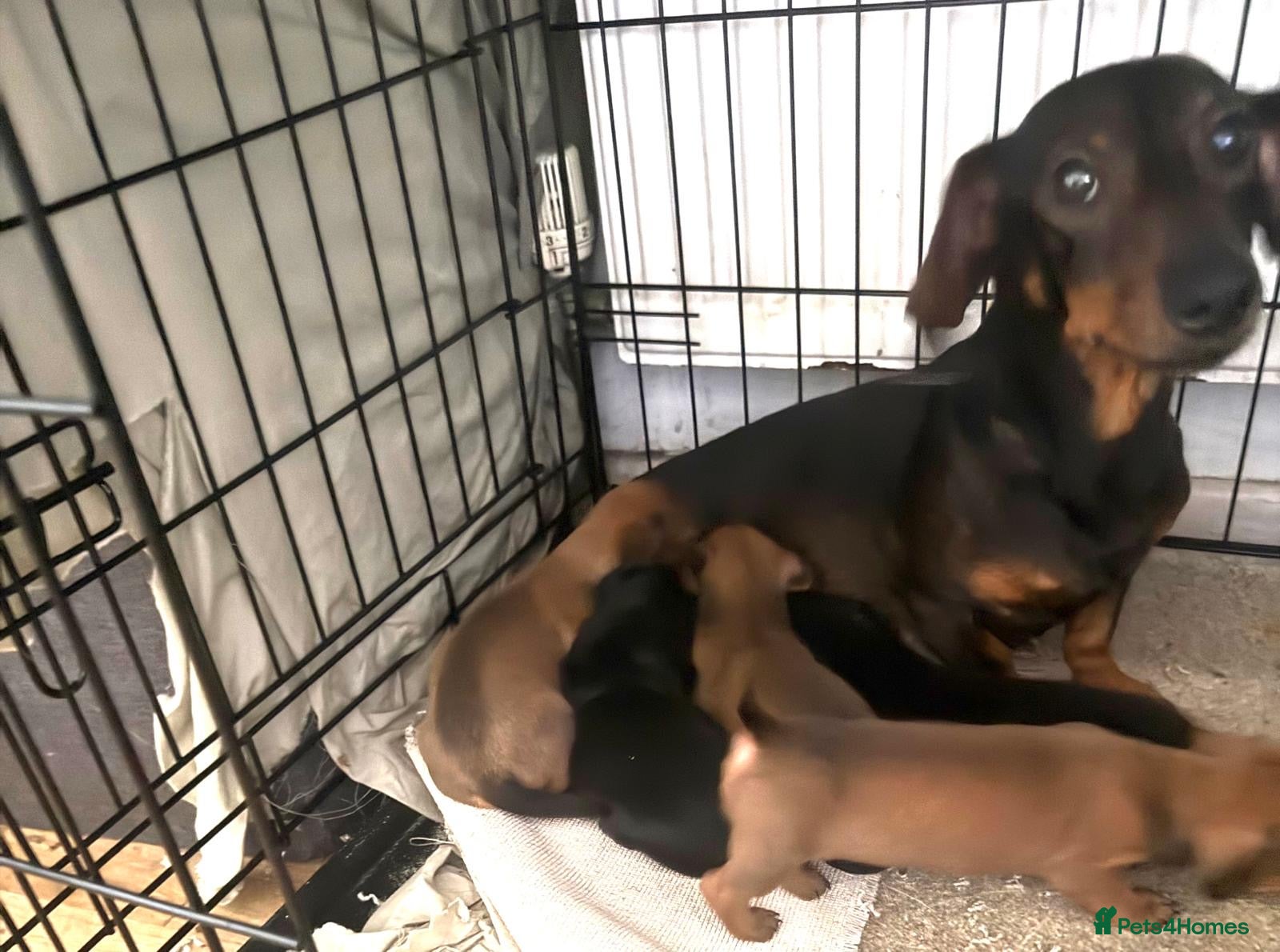 Dachshund dogs Miniature dachshund  - Advert 4