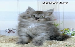 Maine Coon cats for sale: Stunning Maine coon kittens TICA registration - Image 6
