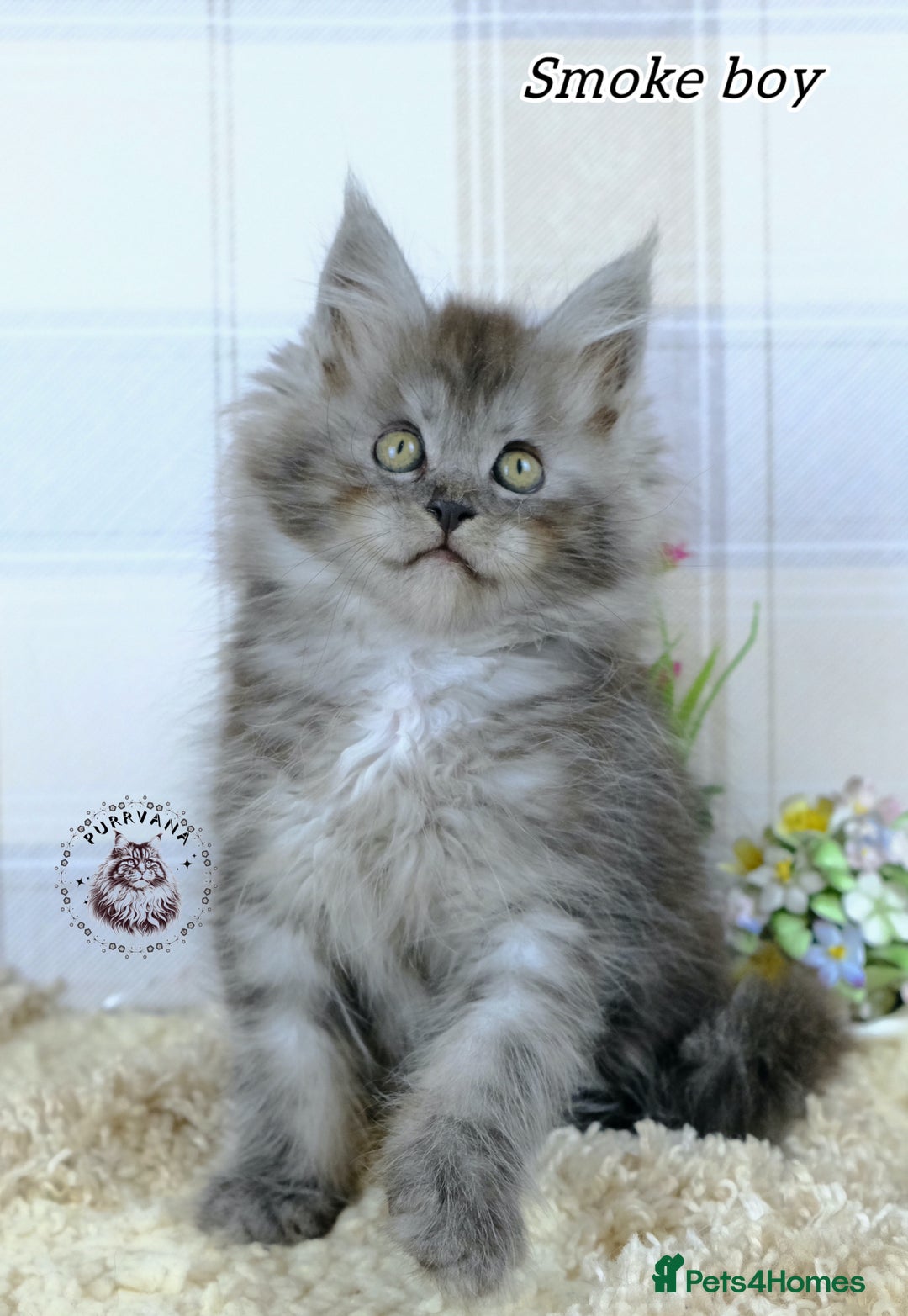 Maine Coon cats for sale: Stunning Maine coon kittens TICA registration - Image 6
