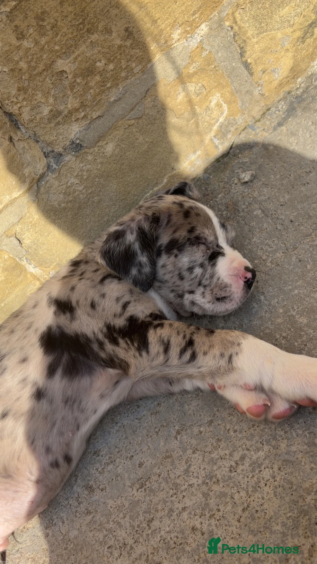 Mixed Breed dogs for sale: mix breed pup for sale  in Bradford - Advert 2