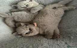 British Shorthair cats for sale: Champion Line British Shorthair Kittens - Image 16