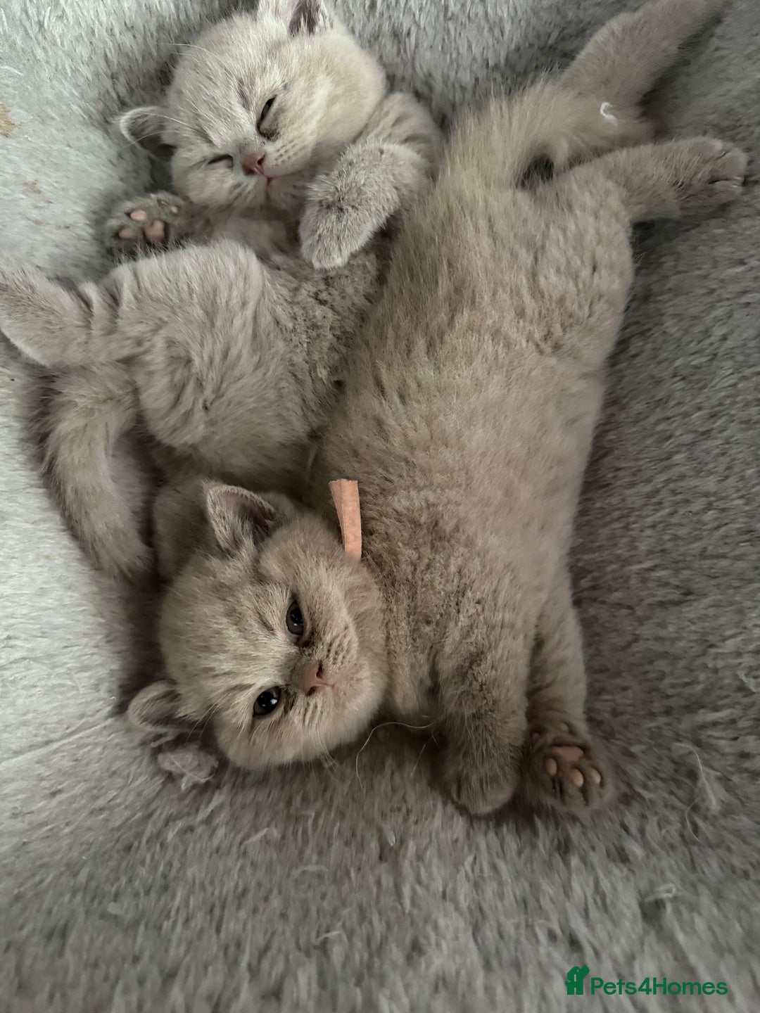 British Shorthair cats for sale: Champion Line British Shorthair Kittens - Image 16
