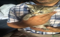 Mixed Breed cats for sale: 4 kittens for sale  - Image 1