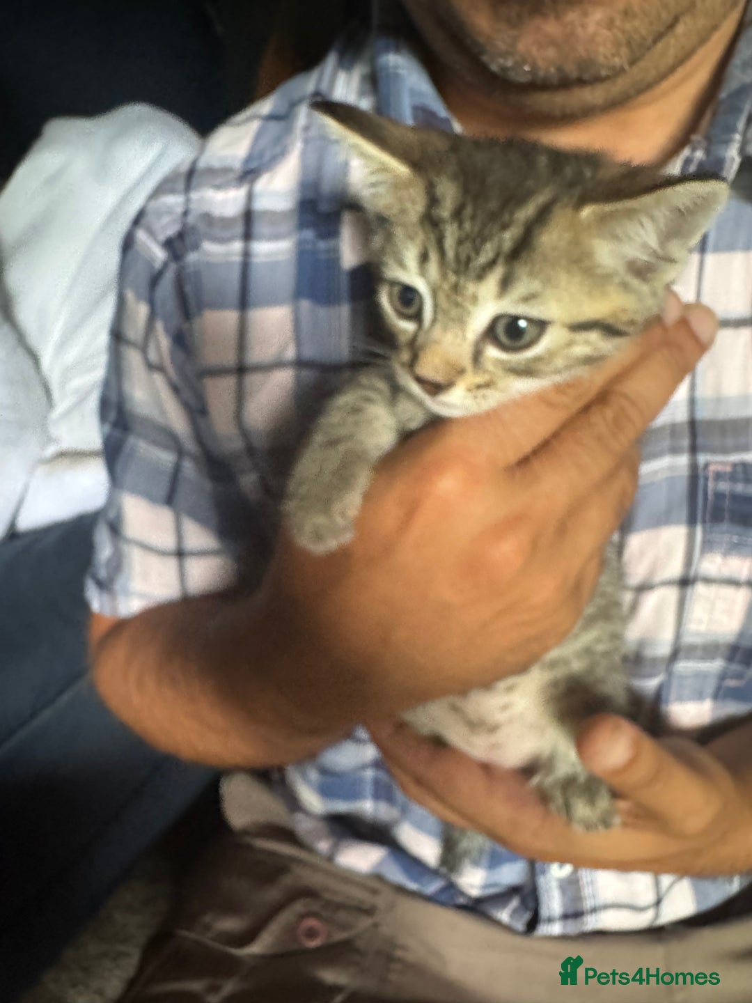 Mixed Breed cats for sale: 4 kittens for sale  - Image 1