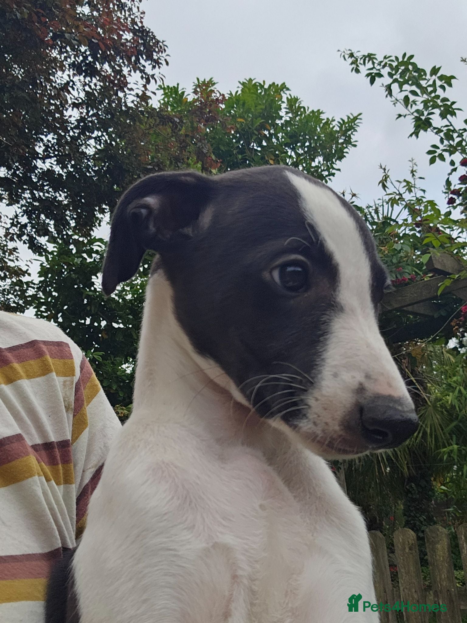 Whippet dogs KC Reg female whippet puppy  - Advert 2