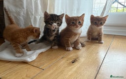 Bengal cats for sale: Adorable mixed breed kittens - Image 5