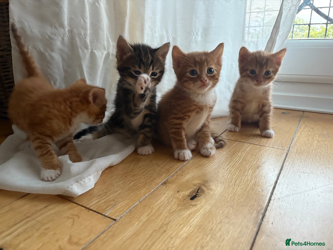 Bengal cats for sale: Adorable mixed breed kittens - Image 5