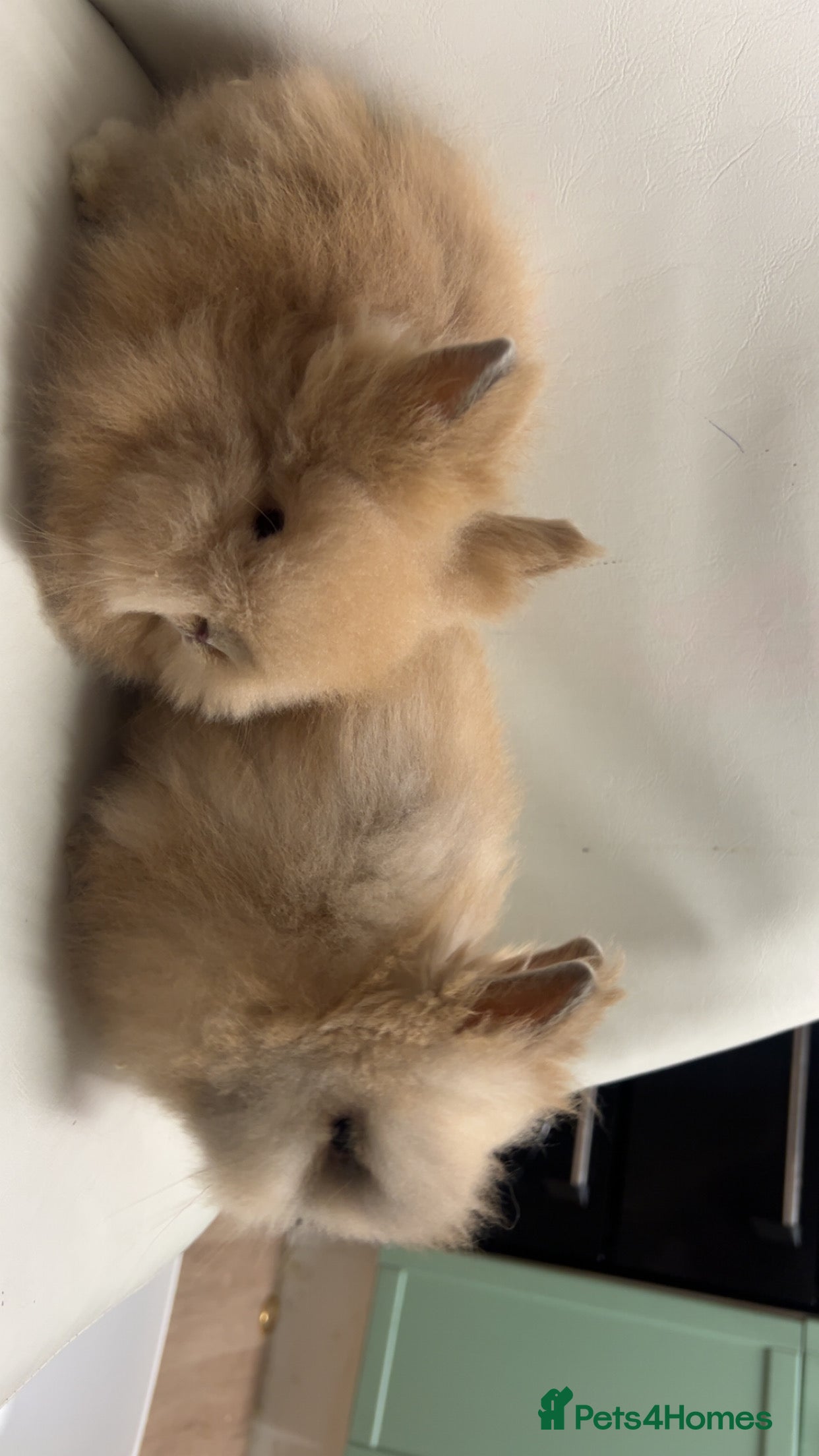 Lionhead rabbits Adorable Curious Lionhead Rabbits – 3 Months Old - Advert 3