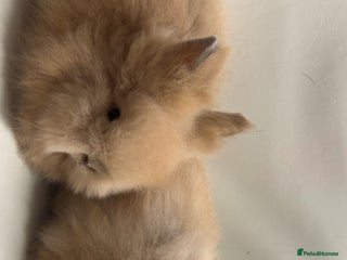 Lionhead rabbits Adorable Curious Lionhead Rabbits – 3 Months Old - Advert 1