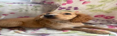 Golden Retriever 2