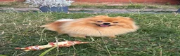 Pomeranian dogs for sale: Beautiful orange Pom girl for sale  - Advert 7
