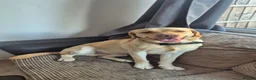 Labrador Retriever dogs for stud: Buddy looking for a girlfriend - Advert 3