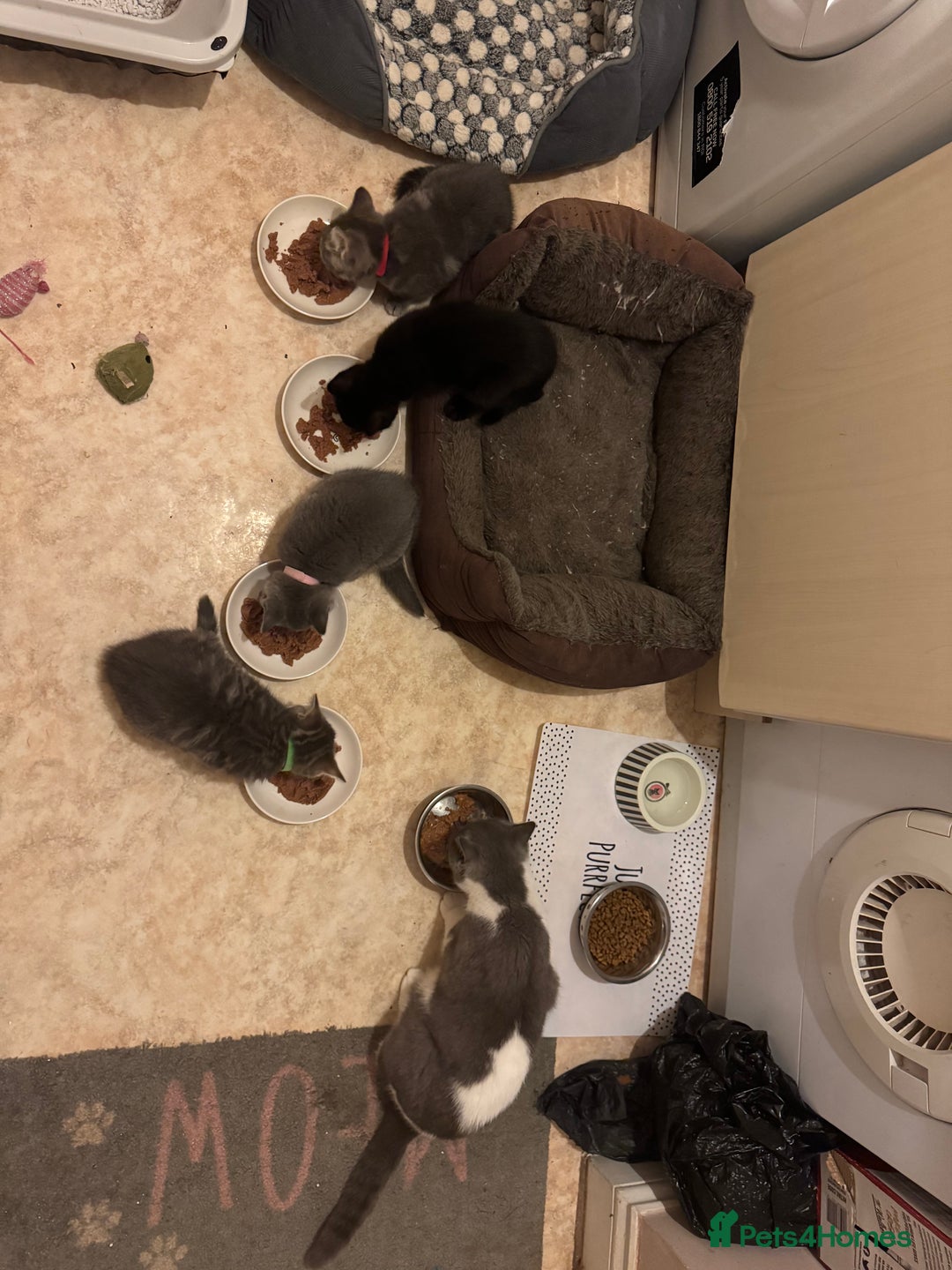 Domestic Shorthair cats for sale: 4 Adorable Kittens Ready for their Forever Homes! - Image 1
