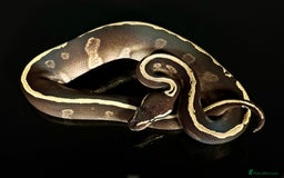 Python Snake reptiles for sale: Royal pythons/ball pythons  - Image 3