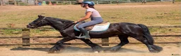 Irish Cob horses for sale: Bob the Super Cob  - Advert 2