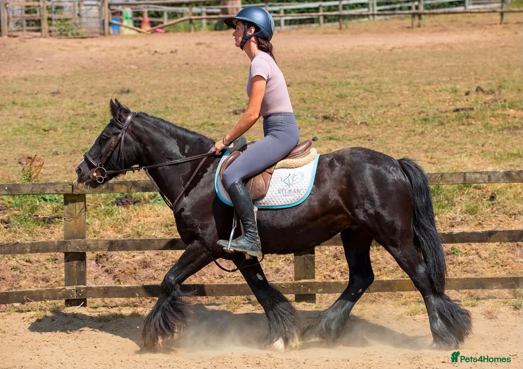 Irish Cob horses for sale: Bob the Super Cob  - Advert 2