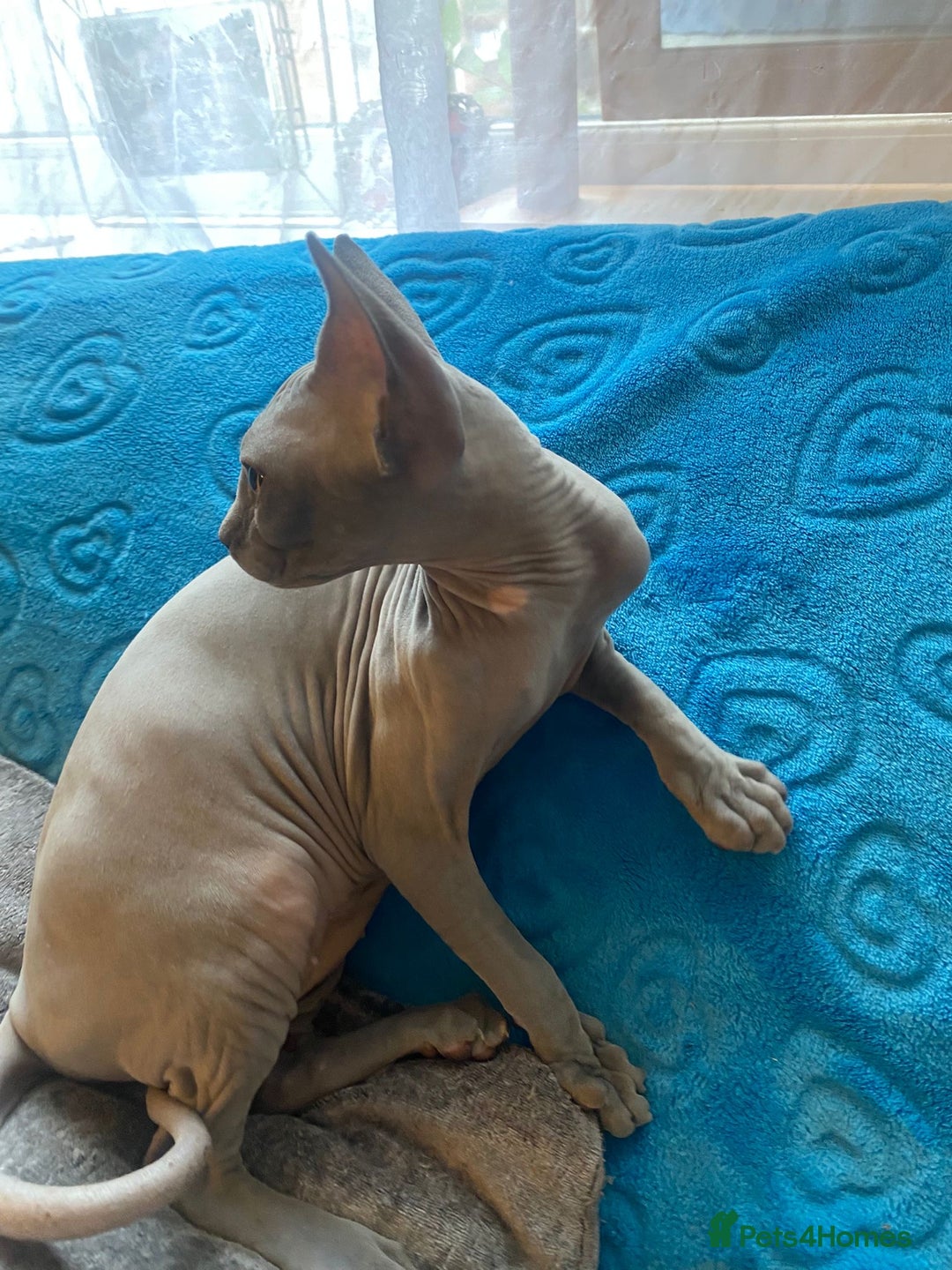 Sphynx cats for sale: Sphinx kitten ready now - Image 6
