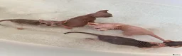 Sphynx cats for sale: Stunning sphynx kittens - Advert 3