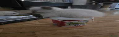 Ragdoll 7