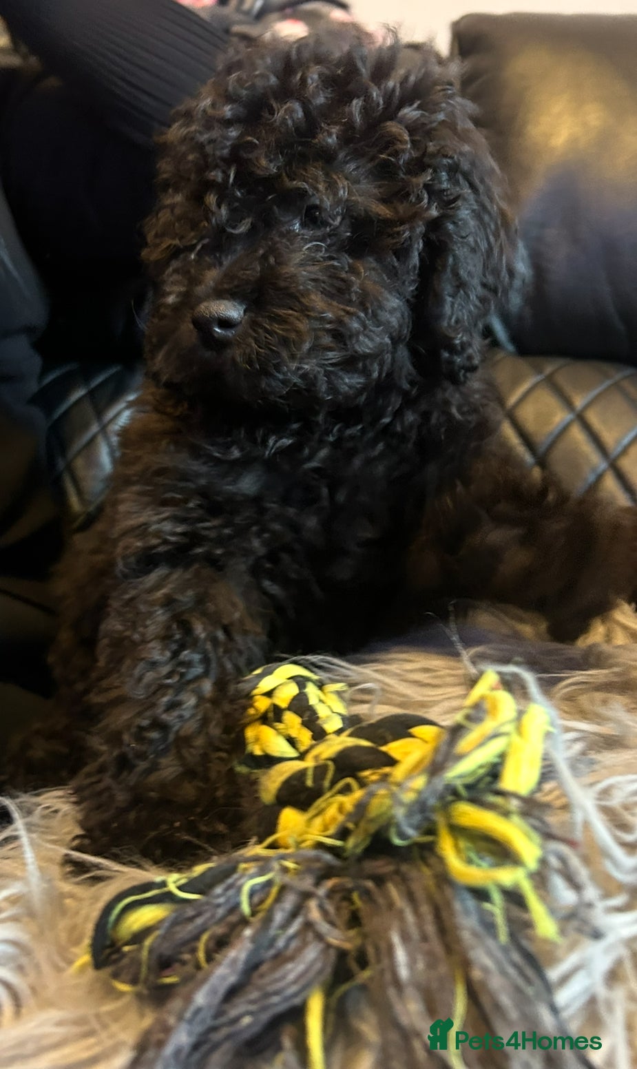 Cavapoo dogs Last 2 left beautiful f1b Cavapoo - Advert 9