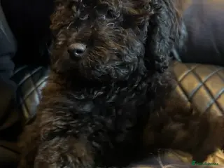 Cavapoo dogs Last 2 left beautiful f1b Cavapoo - Advert 9