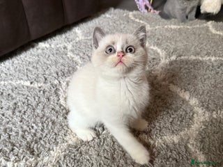 British Shorthair cats Pure British shorthair Champion line 😻🥇🏆 - Advert 14