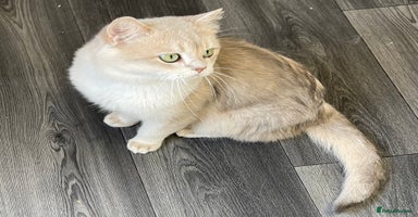 British Shorthair cats - Advert 2