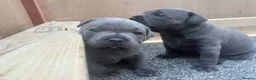 Staffordshire Bull Terrier dogs for sale: 2x KC Registered Champion Blue Staffie Puppies - Advert 5