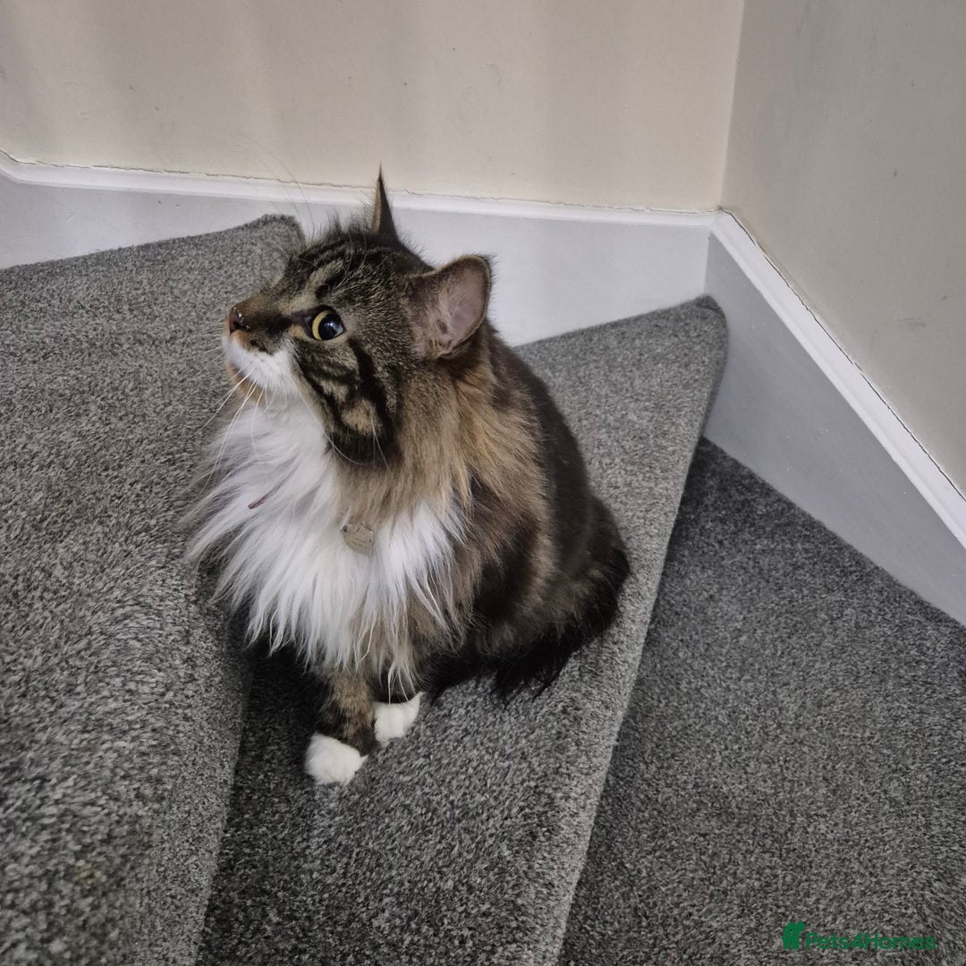 Mixed Breed cats for sale: Friendly Mixed-Breed Male Cat - Advert 12