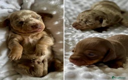 Miniature Dachshund dogs for sale: KC Miniature Isabella Dapple Dachshunds - Image 1