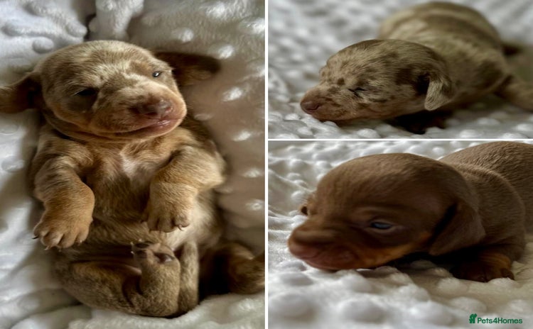 Miniature Dachshund dogs - Advert 13