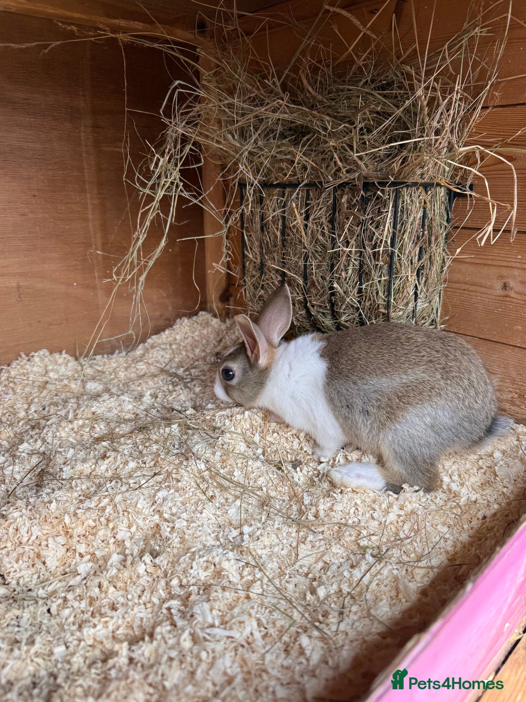 Dutch rabbits for sale: Baby Dutch Rabbits For Sale - Coventry - Image 2