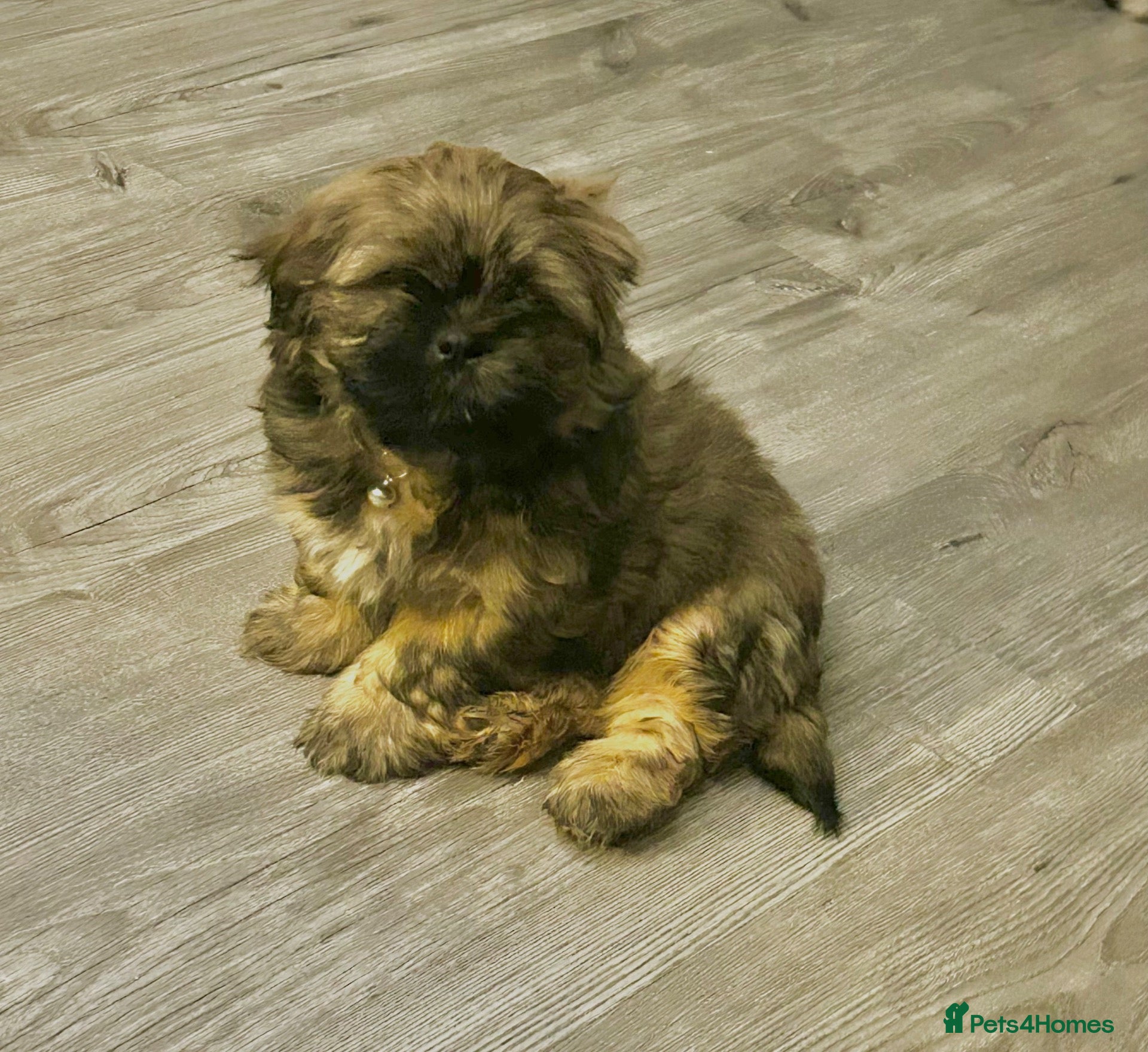 Shih Tzu dogs for sale: Shih Tzu puppies ready now ❌REDUCED ❌ 2 males left - Advert 22