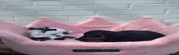 Dachshund dogs for sale: Minature Dachshund pups - Advert 4
