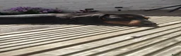 Miniature Dachshund dogs for sale: Miniature Dachsund for Sale - Advert 3