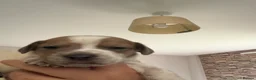 Mixed Breed dogs for sale: Jack bullshund - Advert 2