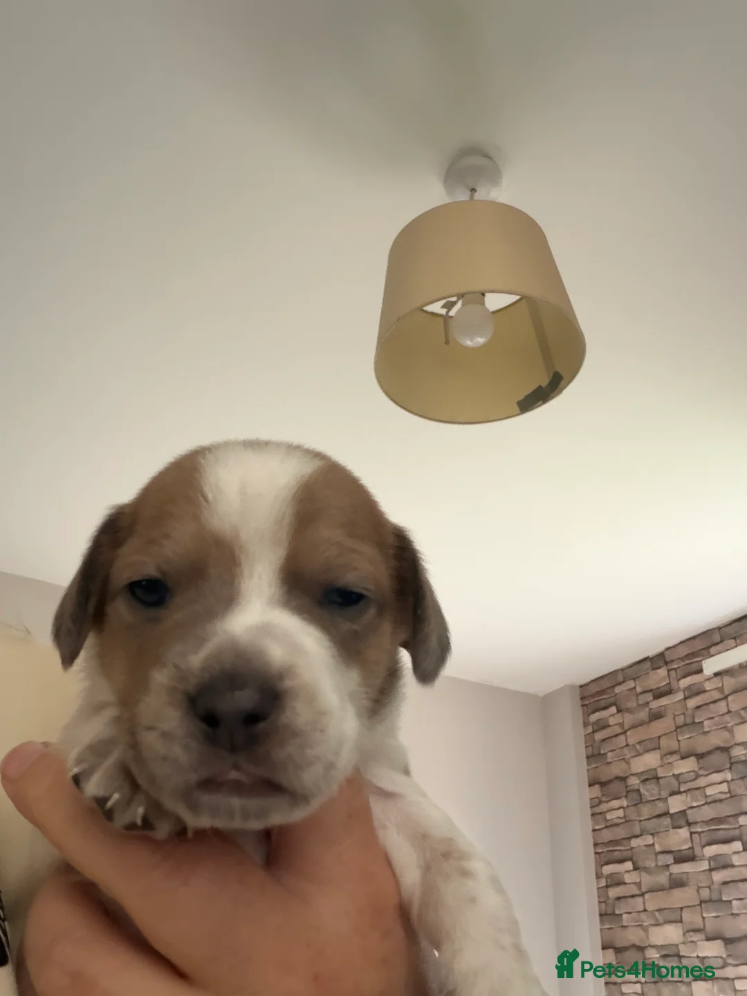 Mixed Breed dogs for sale: Jack bullshund - Advert 2