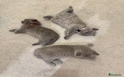 British Shorthair cats for sale: British Short Hair Kittens - Advert 11