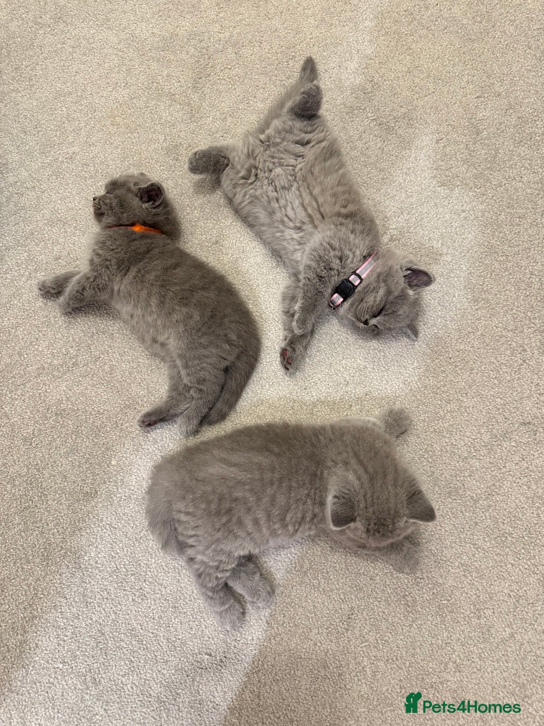 British Shorthair cats for sale: British Short Hair Kittens - Advert 11